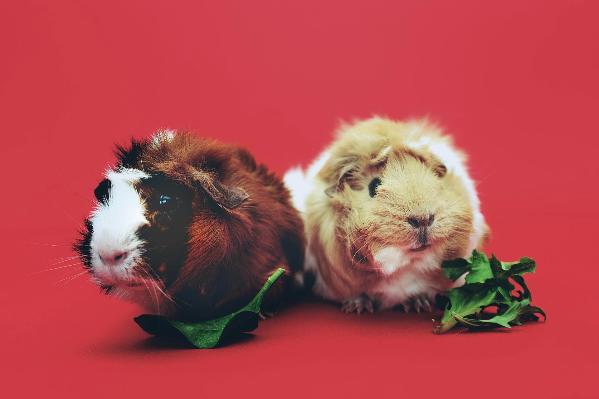 Best Vets in Antrim